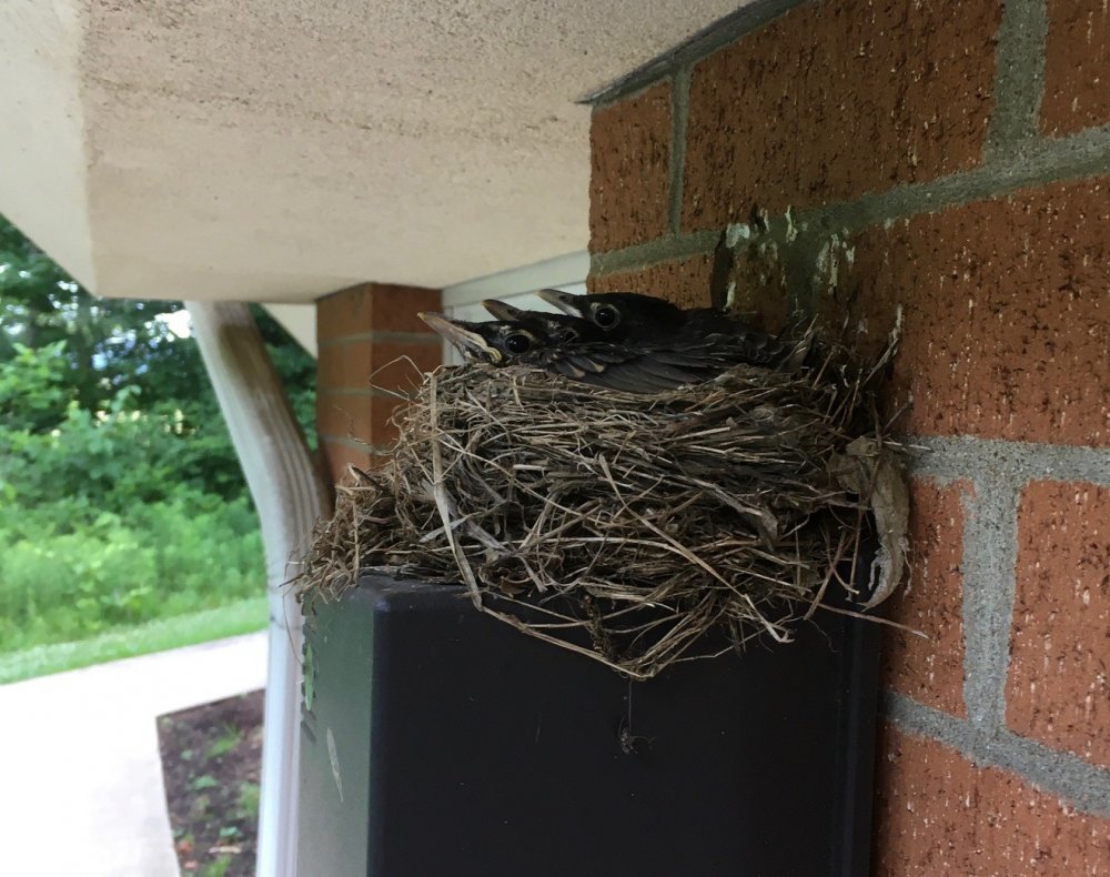 Our Robins are almost all grown up!