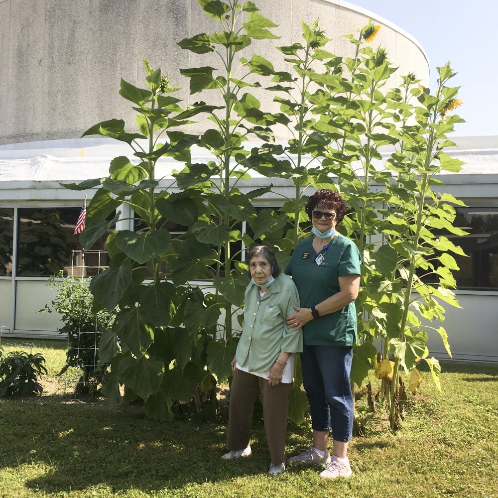 Tall Sunflowers