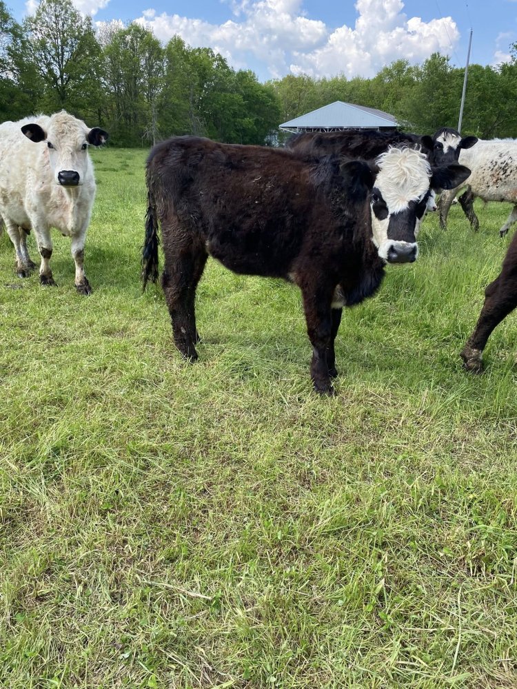 Holy Cow, it's almost June!