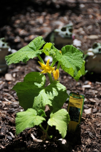 Our Gardens Are Growing!