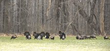 Spring Turkeys