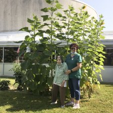 Tall Sunflowers