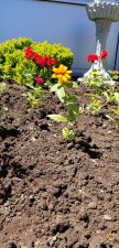 Time to plant the flowers!
