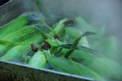 We're At A Corn Roast!